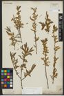 Foto von Salix alba L.